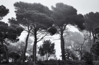 October Morning, #4, Montserrat, 2025