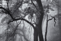 October Morning, #16, Montserrat, 2025