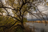 A Sawhill Pond November, #12, Colorado, 2015