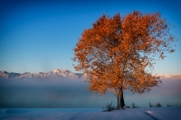 The Last Tree of Autumn, Colorado, 2014