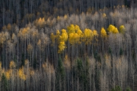 October Aspen, #1, Colorado, 2016