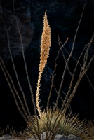 Agave and Ocotillo, Arizona, 2016