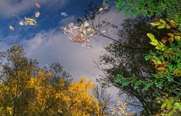 Leaves in the Sky Series, #10, Colorado, 2011