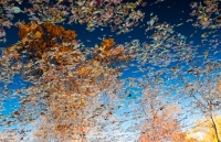 Leaves in the Sky Series, #2, Colorado, 2011
