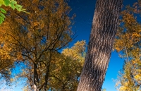 Leaves in the Sky Series, #5, Colorado, 2011