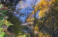 Leaves in the Sky Series, #9, Colorado, 2011