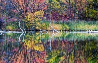 Lizard Lake Reflection, #2, Colorado, 2012