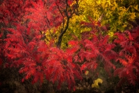 South Mesa Autumn, #3, Colorado, 2014