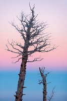 Twilight Snags, Colorado, 2015