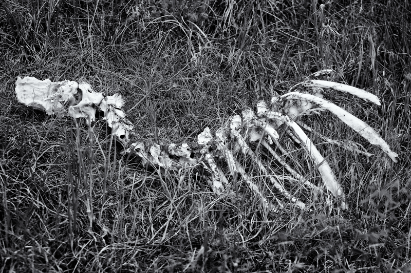 Deer Skeleton. Joder Arabian Ranch, Colorado, 2013 – The Photography ...